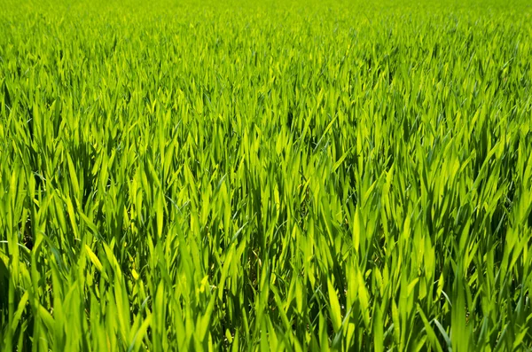 Green grass background,meadow,field,grain — Stock Photo, Image