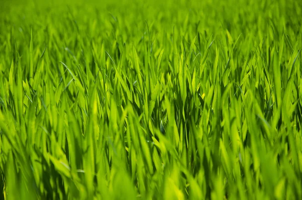 Зеленый травяной фон, луг, поле, зерно — стоковое фото