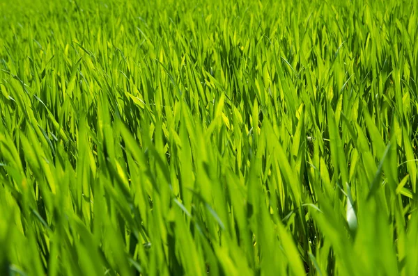 Green grass background,meadow,field,grain — Stock Photo, Image