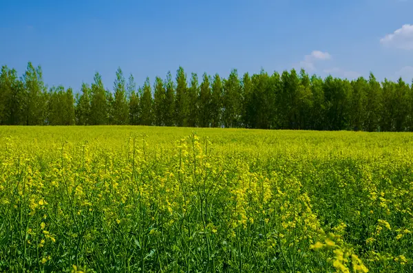 Green meadow with yellow flowers,trees,colza — Stock Photo, Image