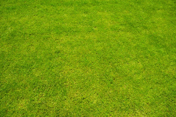 Green grass background,meadow,field,grain — Stock Photo, Image