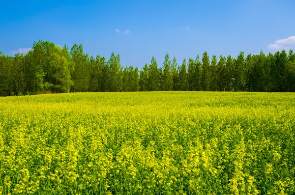 Green meadow with yellow flowers,trees,colza — Stock Photo, Image
