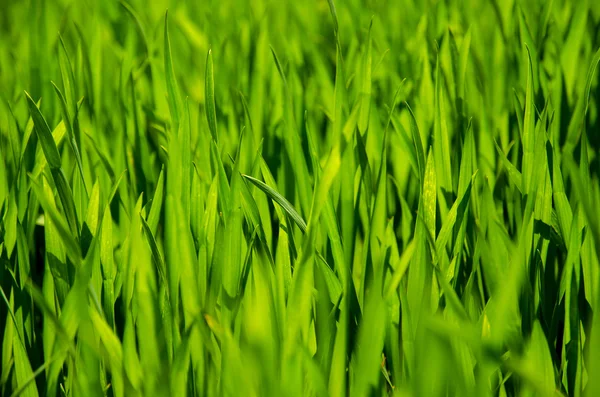 Zielona trawa tło, łąki, pola, ziarna — Zdjęcie stockowe