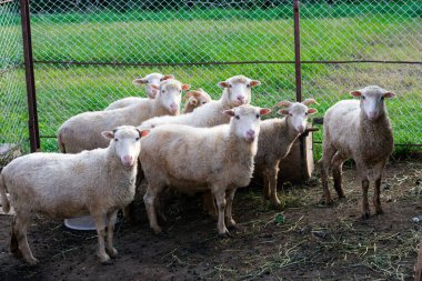 Bir sürü koyun kameraya bakıyor. Çayırda evcil hayvan yetiştiriyorum. Yazın yeşil çimenler