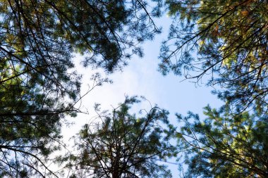 Ağaçların tepesinden. Açık mavi gökyüzü ve güneşli bir günde ladin ağacıyla manzara