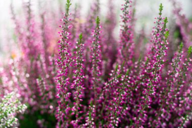 Erica çiçeklerinin filizlenen çalısı. Yatay formatta parlak pembe funda çiçekleri.