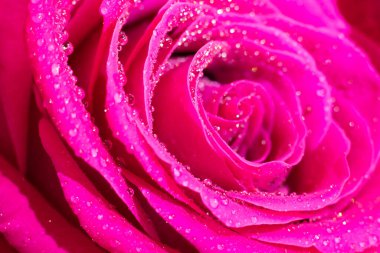 Islak magenta gül çiçeği ve taç yapraklarının üzerine küçük yuvarlak su damlaları. Parlak, narin, parlak çiçek arkaplanı. 