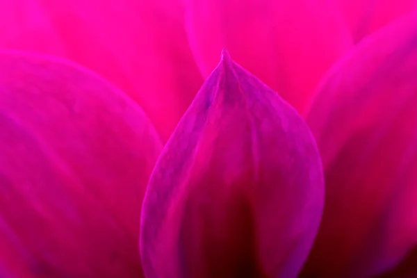 Хрупкий Макро Цветок Алый Лепесток Замыкается Ботанический Фон — стоковое фото