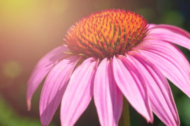 Sunlit echinacea çiçeği ayrıca parlak pembe taç yapraklarıyla mor coneflower olarak da adlandırılır ve sarı çekirdekli erkek ve erkek organlar. Bahçe çiçekleri gün ışığında