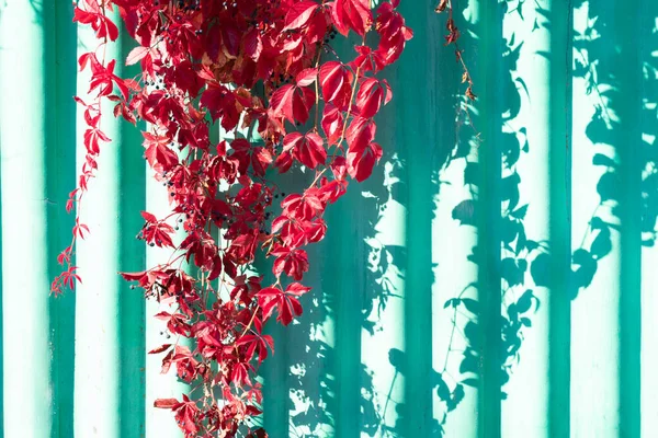 Natuurlijke Heg Gemaakt Van Rode Bladeren Van Kruipende Wijnstokken Zonneverlichte — Stockfoto