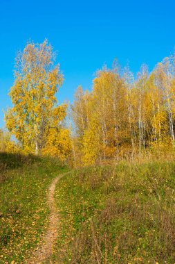 Güneşli bir günde sonbahar ormanı ve yolun dikey biçimi. Sonbahar renkleri