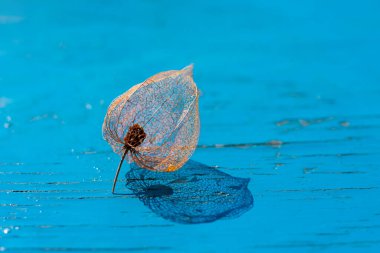 Tek bir bitki örtüsü zarif filigran iskeleti parlak güneş ışığında, gölgeler mavi ahşap arka planda. Metin için alanı kopyala