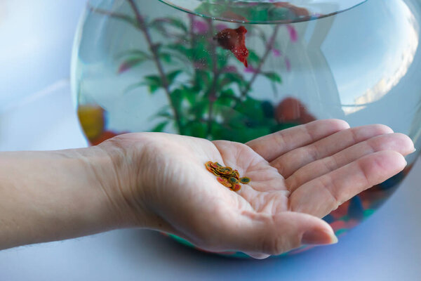 Pile of fish meal as dried flakes for swordtail.on female palm. Pet feeding