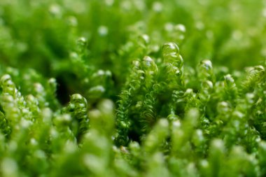 Calliergonella Lindbergii Moss ormandaki toprağın altında. Küçük likenin makrofotoğrafçılığı