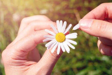Sarı çekirdekli beyaz papatya çiçeği ve tahmin et oyun oynarken yapraklarını koparmış. Parlak yaz güneşi. Genç kadın elleri tek bir beyaz çiçek tutuyor..