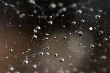 Örümcek ağlı doğal arkaplan. Üzerinde makro su damlacıkları olan ince ıslak ağın soyut arkaplanı.