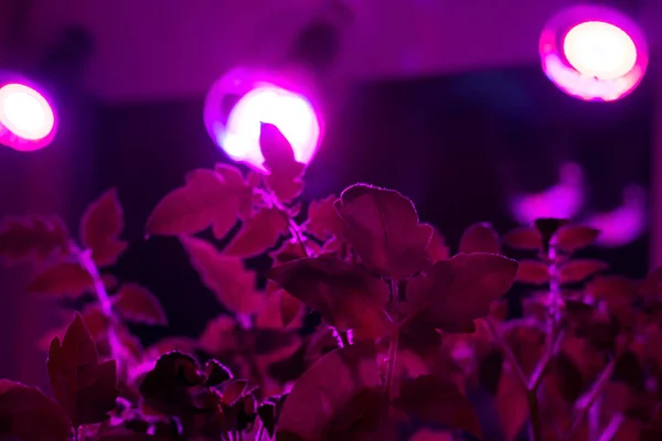 Colore Rosa Led Crescere Raggi Luce Sul Pomodoro Piccoli Germogli — Foto Stock