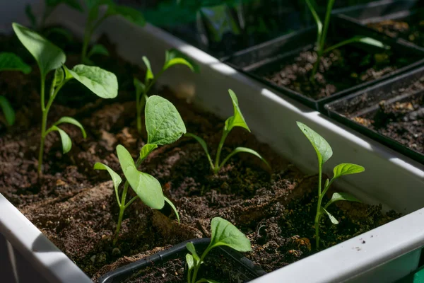 Little Sprouts Eggplant Vegetable Plant Growing Paper Boxes Windowsill Bright — стоковое фото