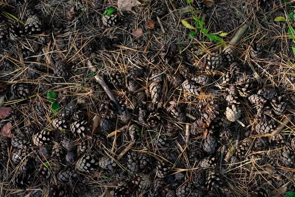 Latar Belakang Alami Yang Terbuat Dari Banyak Kerucut Pinus Tanah — Stok Foto