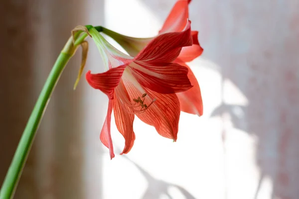 Hippeastrum Flower Head Orange Red Colored Large Houseplant Blossoming Flower — Stock Photo, Image