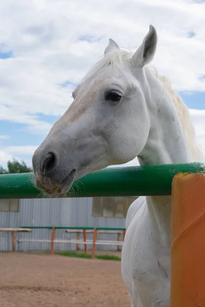 Weißes Anmutiges Pferd Der Ecke Der Koppel Vor Dem Hintergrund — Stockfoto