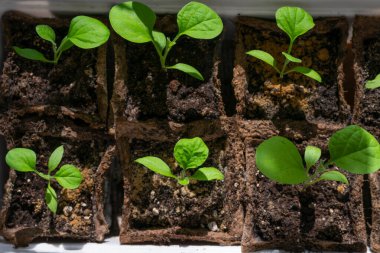 Patlıcanlı sebze filizleri kağıt kutuların üzerinde büyür ve cam kenarındaki kaplar parlak güneş ışığı altında, yüksek açılı manzara, üst manzara fotoğrafı...