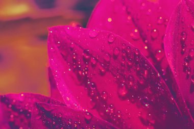 Parlak mor renkli narin ve kırılgan taç yaprakları. Güneşte parlayan küçük yuvarlak çiy damlaları. Klasik tonlu fotoğraf filtresi çiçek arkaplanı