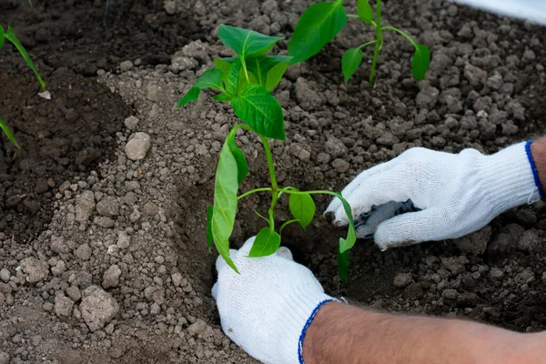 Bell Pepper Plant Young Green Leaves Planted Gardener White Gloves — стоковое фото