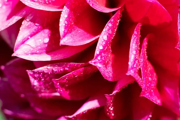 Багато Крихких Пелюсток Червоного Кольору Квітучої Квітки Краплями Води Світяться — стокове фото