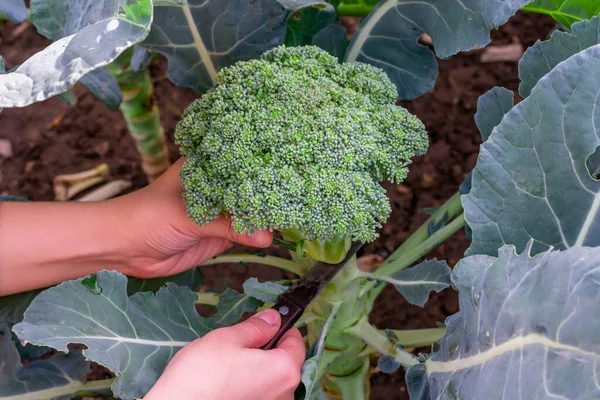 近距离观察女性的手握住新鲜切碎的花椰菜植物 农民采摘蔬菜 图库照片