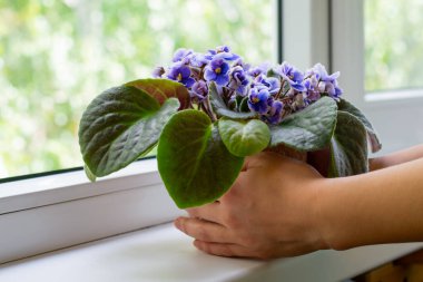 Young woman hands hold flower pot with african violet flower saintpaulia. Decoration for windowsill and home clipart