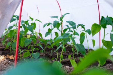 Seraya bir sürü dolmalık biber ekildi. Bahçede yeşil yapraklı sebzeler yetişiyor.