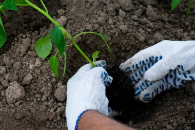 Çiftçi ya da bahçıvan toprağa dolma biber ekiyor. Yeşil yapraklı sebze filizleri ve küçük kökleri yatağa ekilmeye hazır..