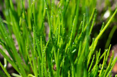 Bahçede parlak güneş ışığı altında taze sulu soğan yetişiyor. Kırsal tarım
