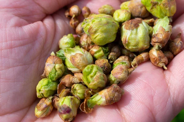 Muchos Brotes Dañados Hojas Verdes Jóvenes Debido Cecidophyopsis Ribis Palma —  Fotos de Stock