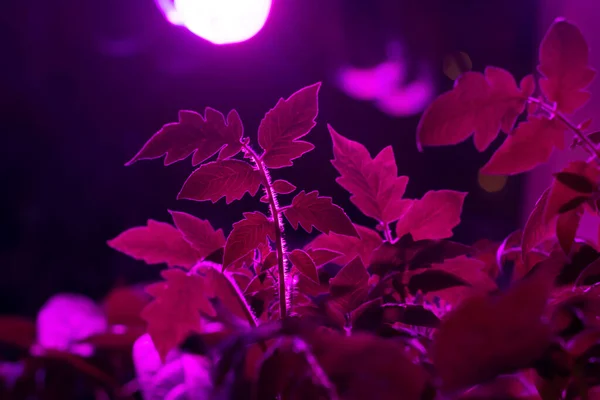 Tomaat Bladeren Onder Led Groeien Roze Lichten Full Spectrum Kweeklamp — Stockfoto