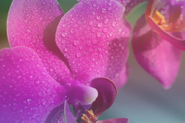 Fundo Florescendo Tonificado Feito Vista Close Phalaenopsis Colorido Orchid Magenta — Fotografia de Stock
