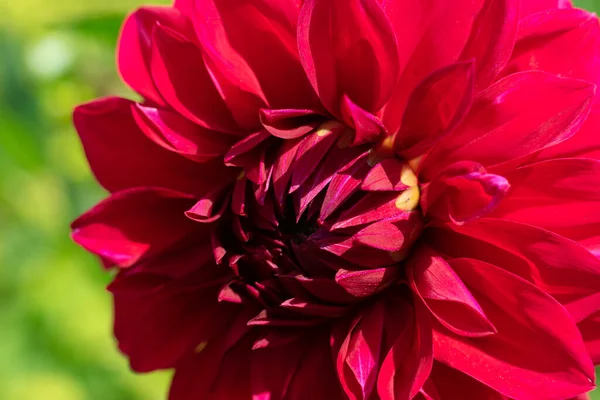 Close Red Dahlia Blossoming Plant Bright Sunlight Blurred Green Background — Stock Photo, Image