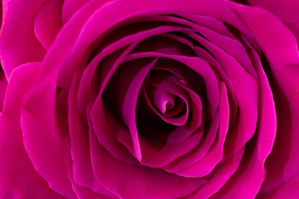 Frágil Flor Rosa Macro Color Magenta Pétalos Espirales Con Núcleo —  Fotos de Stock