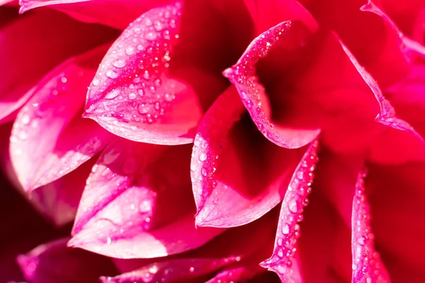 Багато Вологих Пелюсток Червоної Квітки Яскравому Літньому Сонячному Світлі Ботанічний — стокове фото