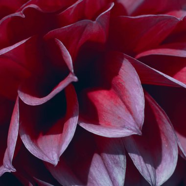 Pek çok narin yıldız çiçeği içeren kare format arkaplanı. Çiçek arkaplanı