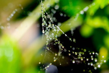Işıl ışıl, yeşil arka planda bir sürü küçük su damlası olan ıslak örümcek ağı.