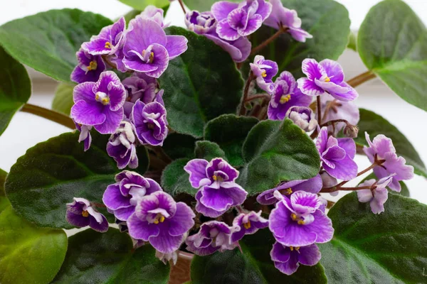 Tanti Piccoli Fiori Africani Fioriti Viola Saintpaulia Vaso Decorazione Davanzale — Foto Stock