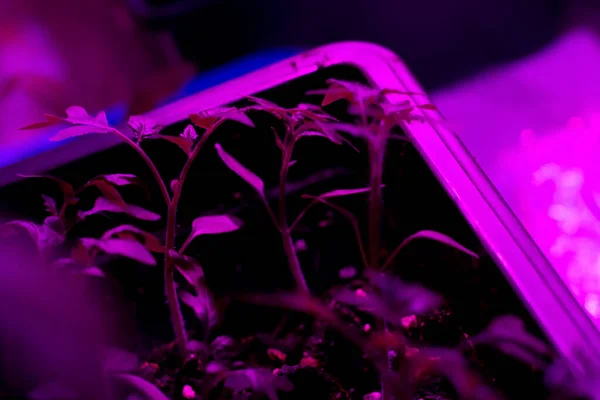 Маленькие Молодые Томатные Растения Светодиодными Лампами Лампа Ультрафиолетовым Светодиодным Освещением — стоковое фото
