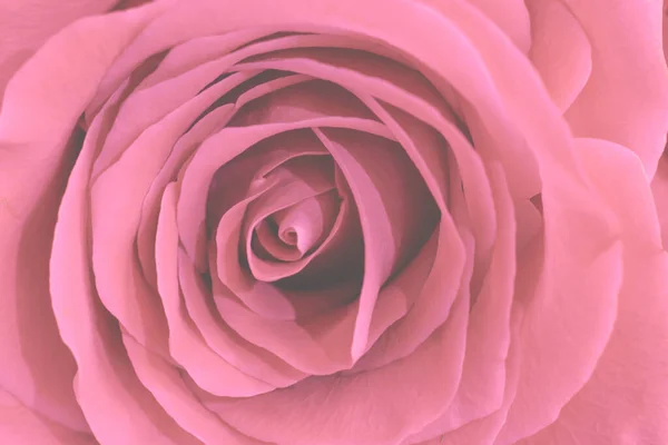 Rosa Macro Pastel Tonificado Rosa Flor Espaço Cópia Floral Núcleo — Fotografia de Stock