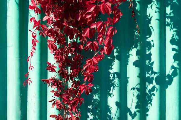 Natuurlijke Heg Gemaakt Van Rode Bladeren Van Kruipende Wijnstokken Zonovergoten — Stockfoto