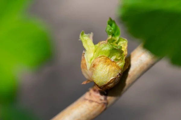 黑醋栗和红醋栗灌木枝条造成的大伤害的绿麻雀 早春季节 免版税图库图片