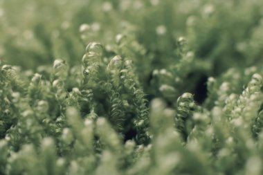 Bol yapraklı, kıvırcık bitki makrofotograflı tonlu bir fotoğraf. Yeşil fotoğraf filtresi. 