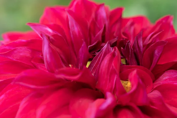 Red Dahlia Flower Macro Yellow Core Floral Backdrop Botanical Vivid — Stock Photo, Image