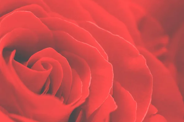 Vermelho Colorido Macro Rosa Flor Seda Delicada Frágil Muitas Pétalas — Fotografia de Stock